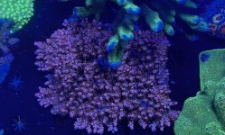 IMG_0742.jpeg