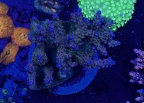 IMG_0743.jpeg