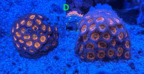 Coral-2_6-7-25.jpg Coral-2_6-7-25.jpg