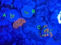 Coral-1_6-7-25.jpg Coral-1_6-7-25.jpg