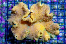 DSC07929.jpg