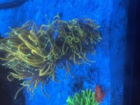 IMG_2417.jpeg