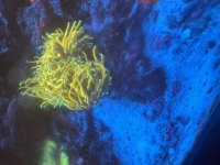 IMG_2418.jpeg