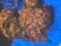 IMG_2427.jpeg