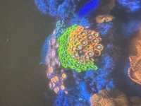 IMG_2428.jpeg