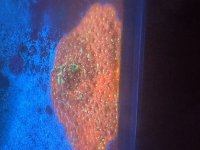 IMG_2430.jpeg