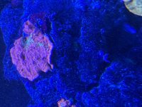 IMG_2348.jpeg