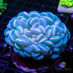 AuctionCoral_d84f1300-5b81-400b-b143-c5e16bc0d797.jpg