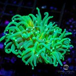 CoralAuction46_2bf38d38-0853-4330-8df4-b4ce228db2b3.jpg