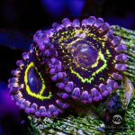CoralAuction48_f47e21ea-39e1-4cec-85c9-024cbf09b2f9.jpg