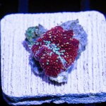 CoralAuction7_19fcf879-6137-48d3-a99c-7486b87d0604.jpg