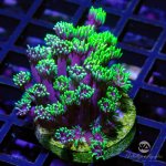CoralAuction41_cf6806ed-0c20-4e95-88bf-d1d7d4216884.jpg