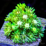 CoralAuction45_a9b1f62a-e467-4957-8531-469f5f30d128.jpg