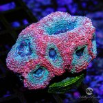 CoralAuction27_981e622a-abaf-4e1b-9e1a-e411f8f6443d.jpg