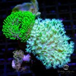 CoralAuction43_639e6be5-0aa8-40e4-b976-8cb6834479c2.jpg