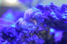 DSC_0487.JPG