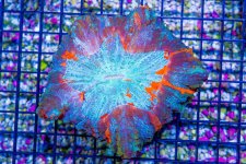 DSC07595-1.jpg