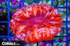DSC08110.jpg