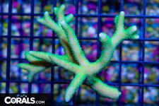 DSC08571.jpg