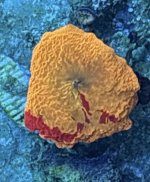 IMG_2650.jpeg
