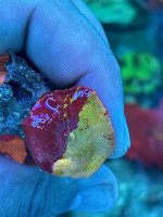 IMG_2652.jpeg