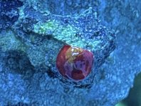 IMG_2653.jpeg
