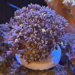 PurpleGoni.jpg