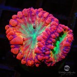 CoralAuction41_b456e3d7-b087-453d-8e02-6839846871a3.jpg