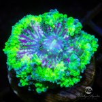 CoralAuction40_a4516c95-596b-412b-bb7e-357517b064c8.jpg