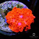 CoralAuction42_63adc3db-a968-465f-87fa-efb47996c6a4.jpg
