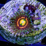 CoralAuction7_2b788aa7-bc93-4335-8d5f-1886a533c0a0.jpg
