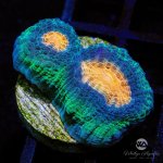 CoralAuction26_5637c06f-4a3b-4d6f-893e-48663aaed196.jpg