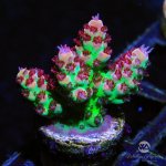 CoralAuction2_b2bd7c45-4aeb-416a-97b0-68db5d6e33e1.jpg