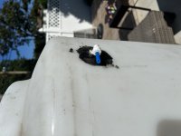 IMG_6524.jpeg