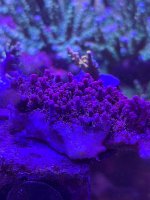 IMG_2728.jpeg