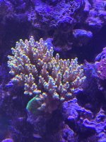 IMG_2733.jpeg