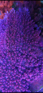 IMG_2500.png