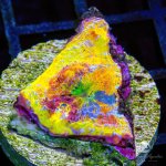 CoralAuction30_049c5665-4a70-425a-8669-802a2d4bd74a.jpg