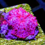 CoralAuction42_84b51768-bd9e-4582-b9b0-aa9c6bb79ce5.jpg