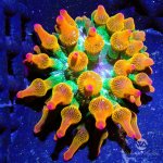 CoralAuction43_a81adb87-7d73-4be3-a9b9-8dffca560d46.jpg