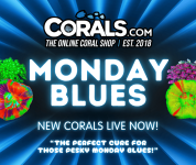 Blues 25'(5).png