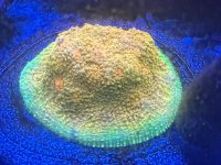 IMG_2847.jpeg