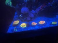 IMG_2841.jpeg