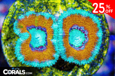 Untitled design(144).png