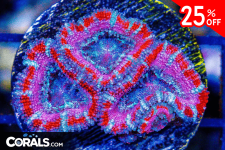 Untitled design(145).png