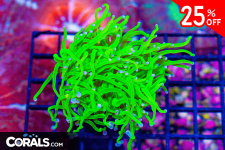 Untitled design(151).png