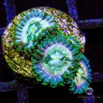 CoralAuction36_e42d912c-e7e4-4cd7-b0c2-10d662e4eb84.jpg
