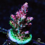CoralAuction3_0dc5a2a7-71bf-4658-a6ee-b08ce025b5cc.jpg