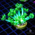 CoralAuction41_f6317232-f56e-440f-81ce-7b4299406b17.jpg