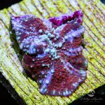 CoralAuction27_d995ac1c-f0b5-4d2c-90dd-2ba8a8055860.jpg